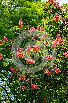 Blooming red horse-chestnut Aesculus Ãâ carnea